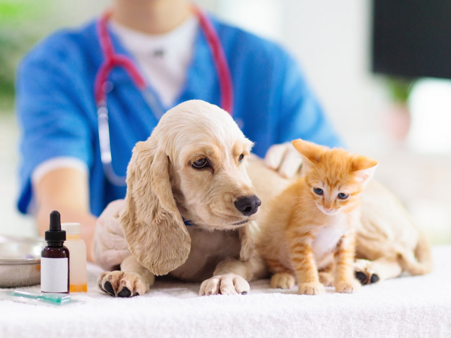 10 Facts About Pet Diabetes To Keep Them Healthy