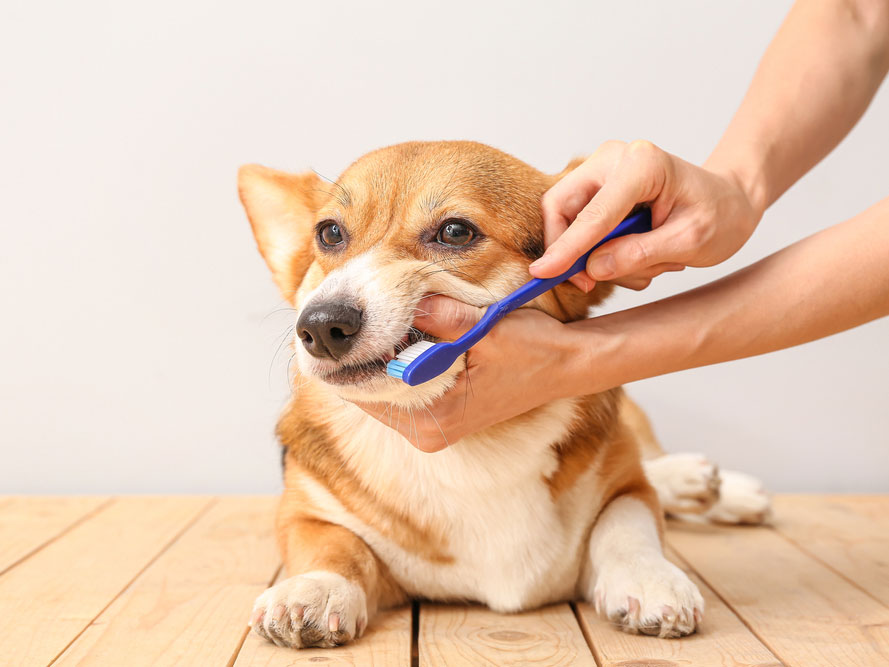 10 Routine Effective Pet Care Tips