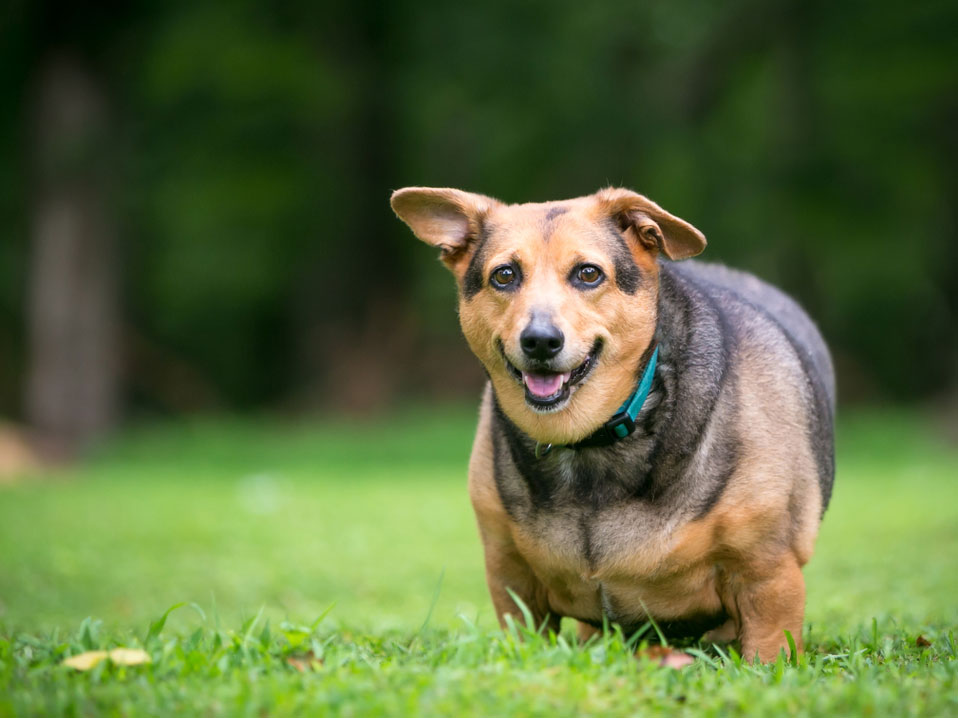 How To Deal With Pet’s Obesity?
