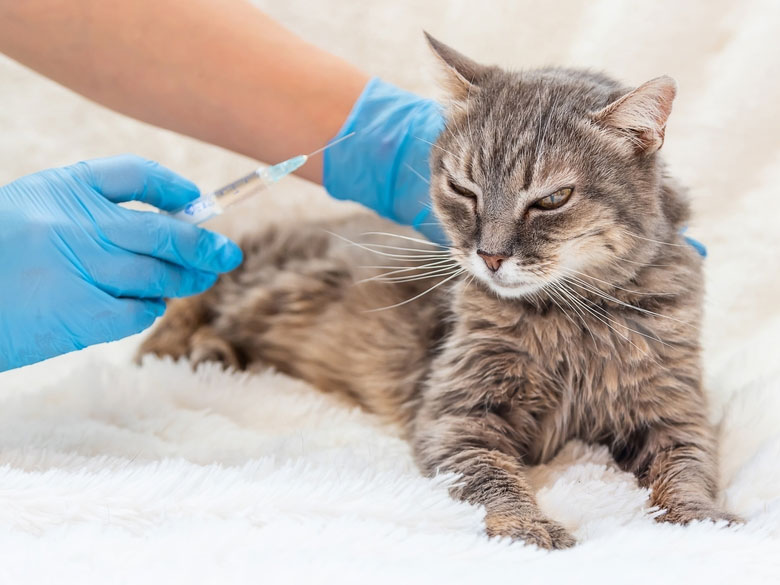 Insulin Treatment In Pets