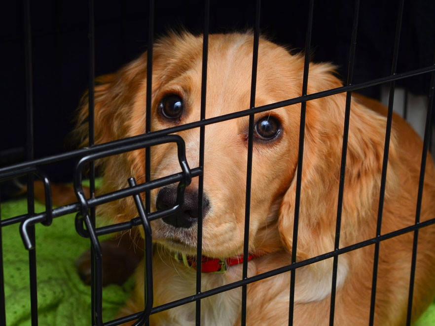 Is Crate Training Beneficial For Canines?