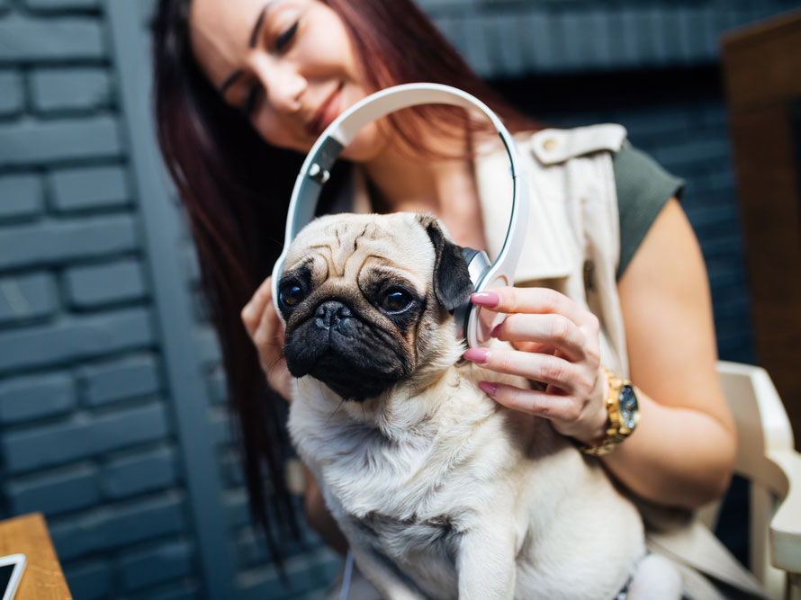 Is Pet Music Therapy Effective?