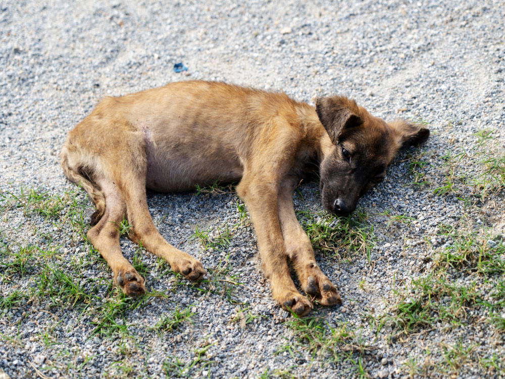What Are The Signs Of Malnourishment In Pets?