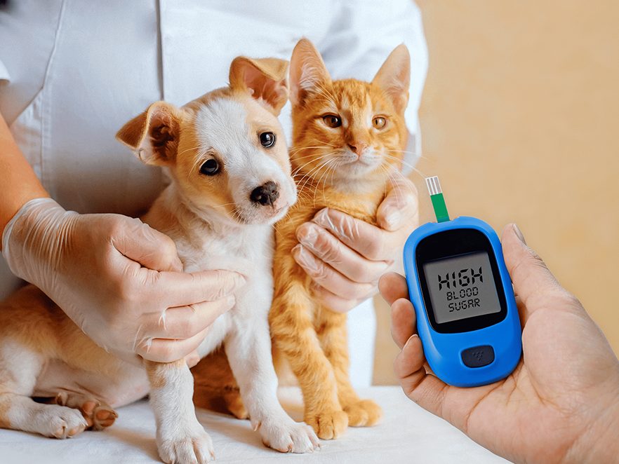 The importance of monitoring blood sugar levels in diabetic pets