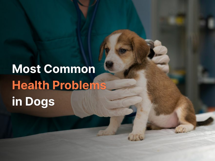 Most Common health problems in dogs