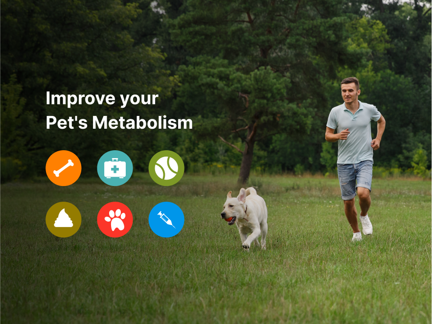 How to improve your pet’s metabolism?