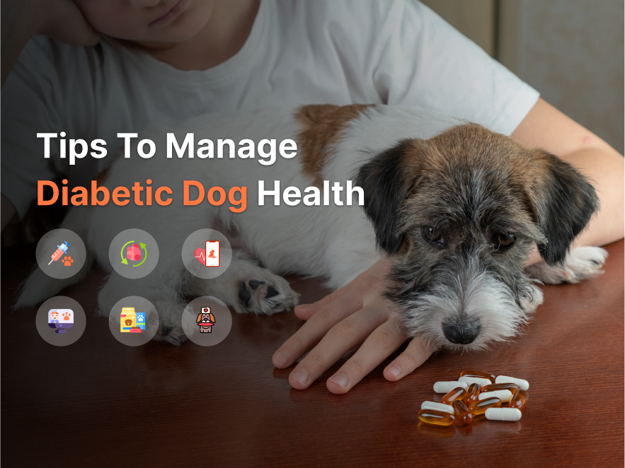 Tips to manage Diabetic Dog Health