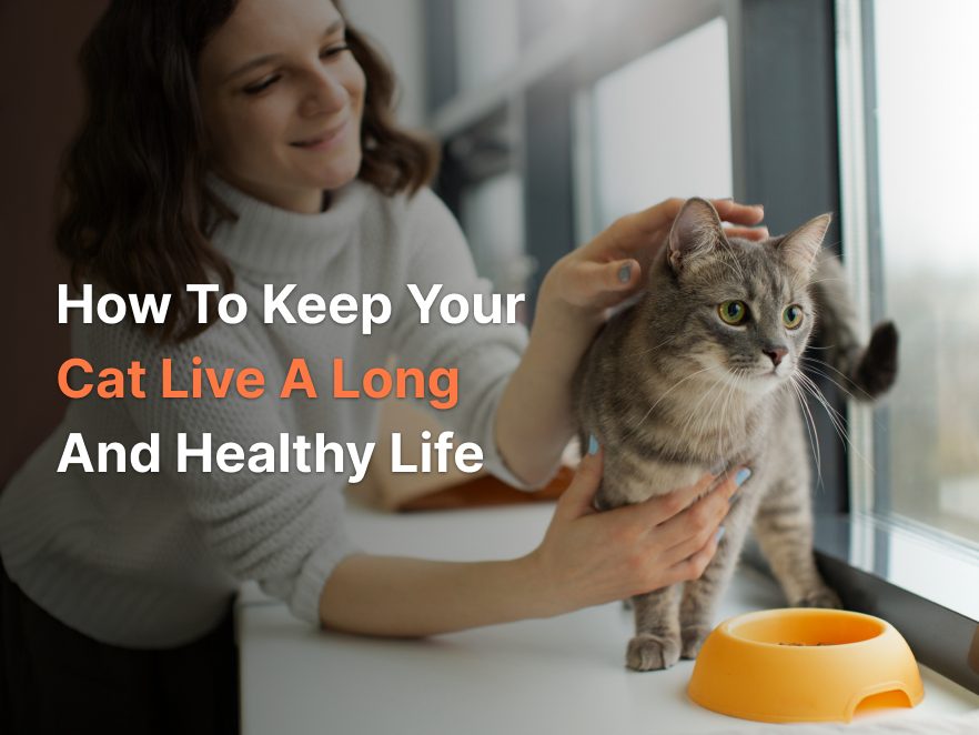 How to keep your cat live a long and healthy life