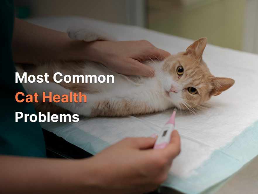 Most Common Cat Health Problems