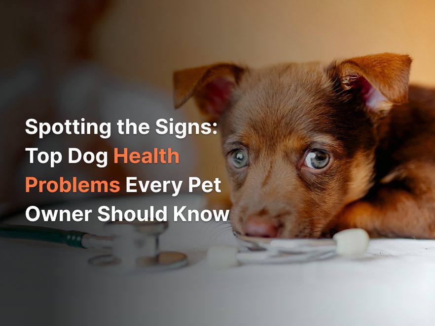 Spotting the Signs: Top Dog Health Problems Every Pet Owner Should Know