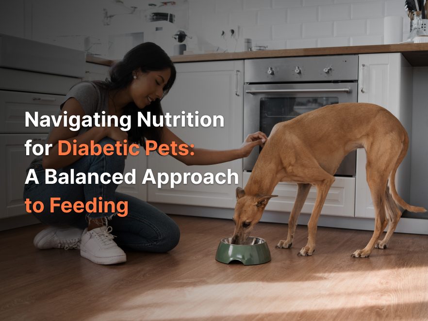 Navigating Nutrition for Diabetic Pets: A Balanced Approach to Feeding”